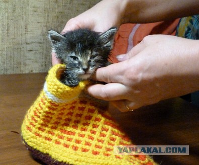 Вот такое чудо из подвала