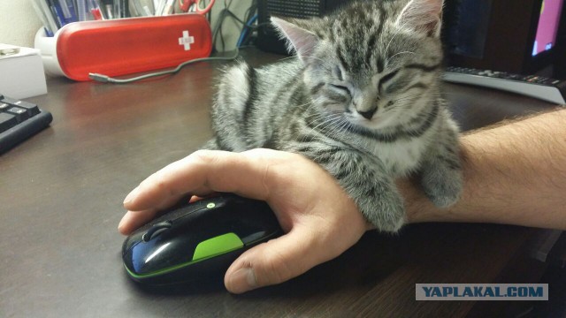 Котовторник 15.12.2015