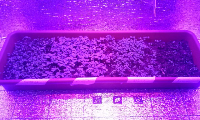 Огород круглый год