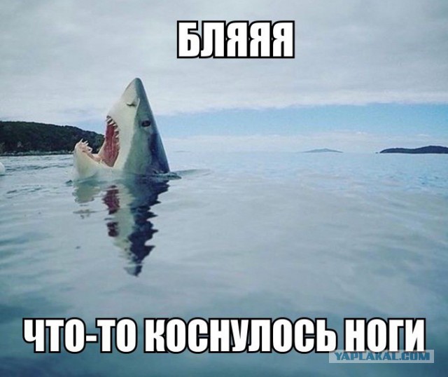 Животные, которых тоже чертовски удивляет этот мир