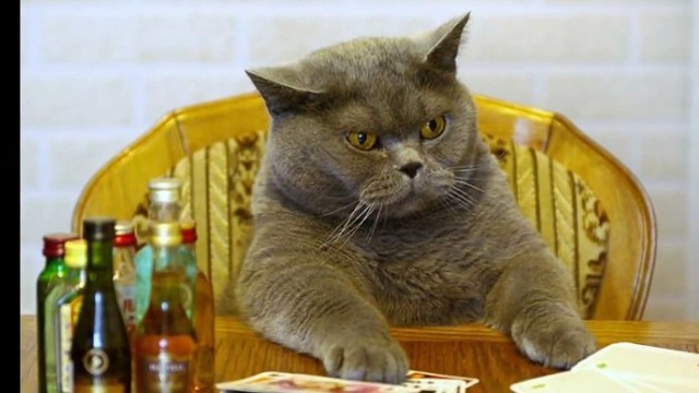 Коты из сети