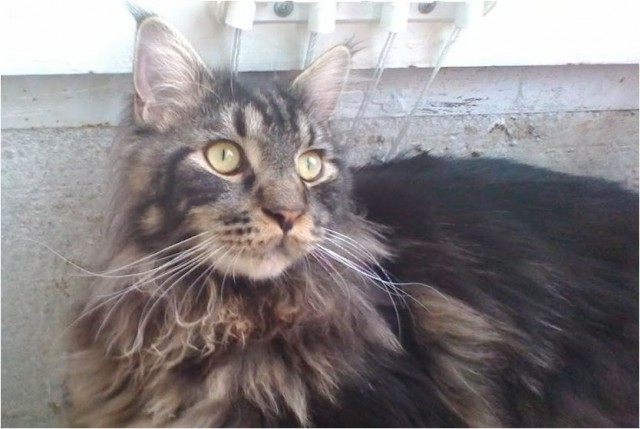 Котовторник 13.12.2016