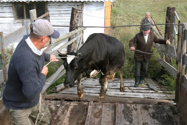 Бацька ввел безвиз и Россия приостанавливает импорт говядины из Минской области