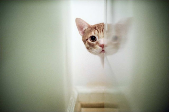 Коты и Кошки