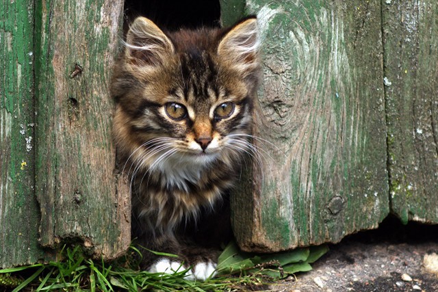 Коты и Кошки