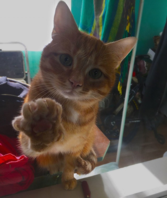 Коты и Кошки