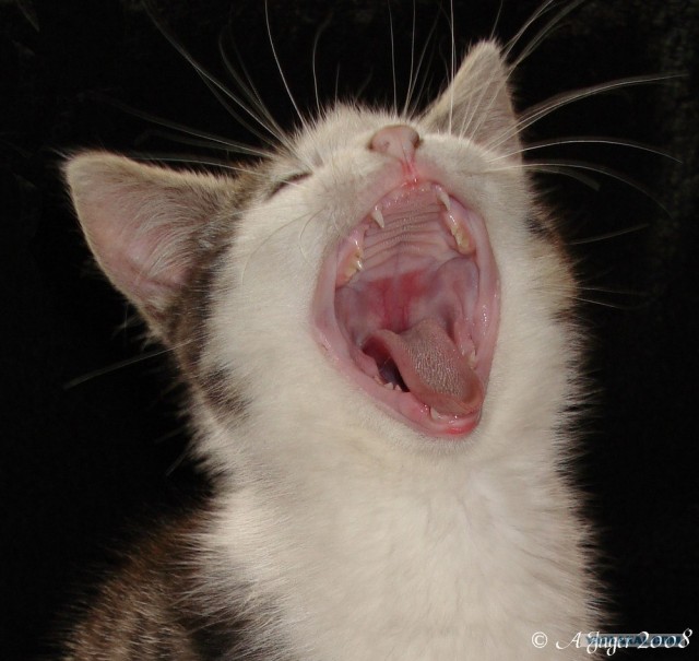 Уррааа! Котовторник на ЯПлакалъ!