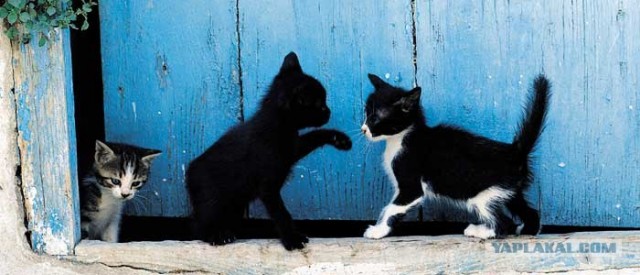 Котовторник на ЯПе