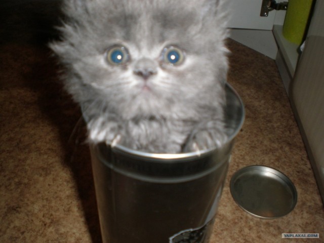 Lolcats - котовторник 33 лолокота!