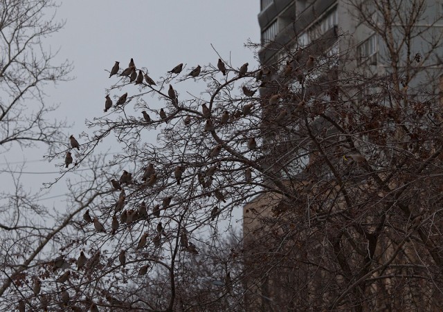 Срочно. Шок. Москву атакуют стаи птиц!
