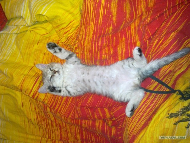 Котовторник в "КотоГетто"