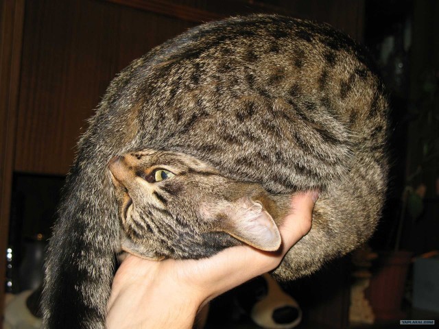 Котовторник 1.11.11