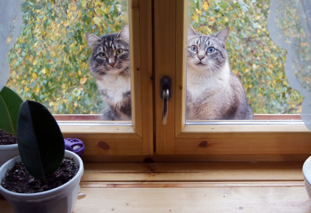 Первый КОТОВТОРНИК 2012