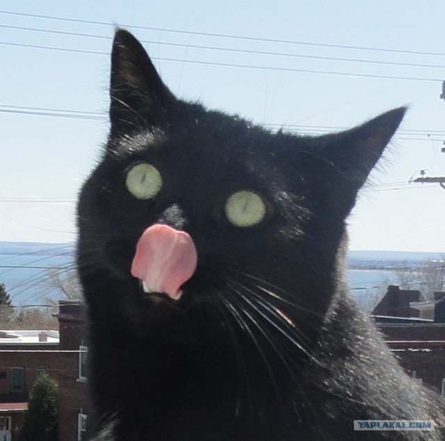 Котовторник 24.04.2012