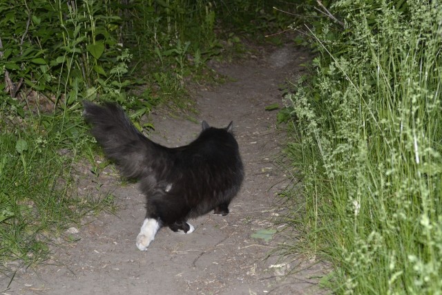 Котовторник  17.07.2012
