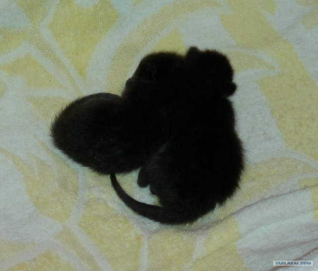 Котовторник  4.09.12