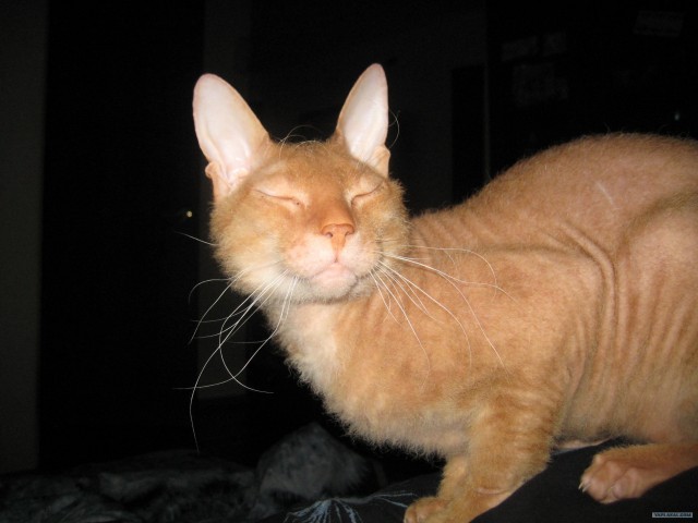Котовторник ( 23.10. 2012. )