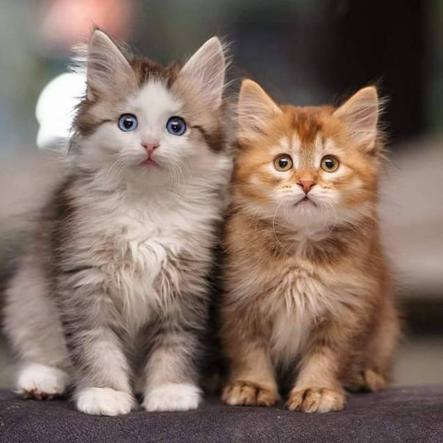 Котовторник однако