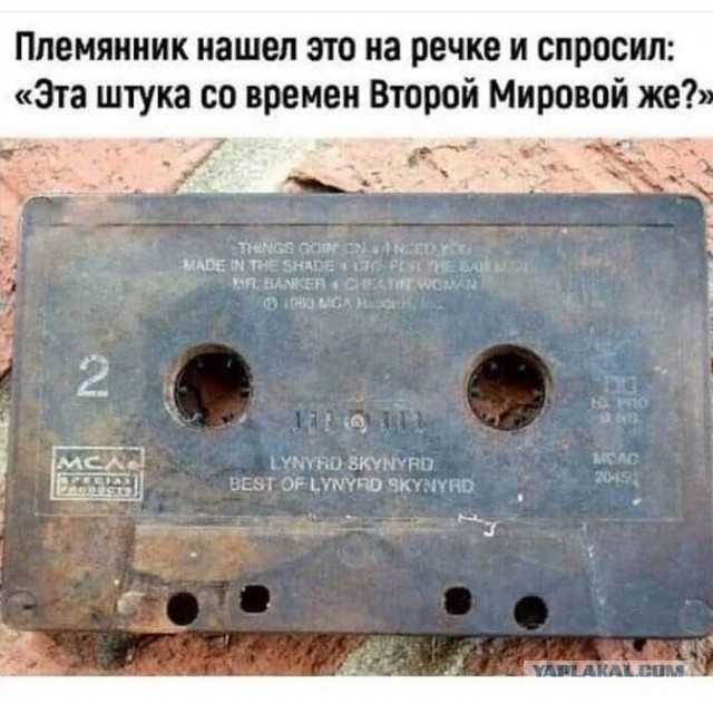 Применим физику в постели или белка и стрелка. Картинки