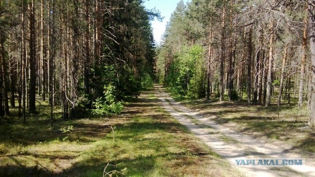 Грибной пост