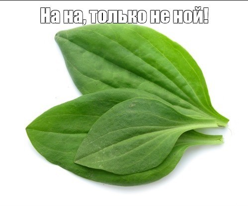 Травник
