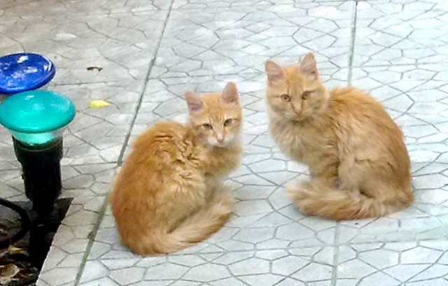 Кот и секас!