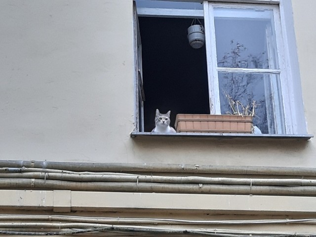 Кошкин Домик