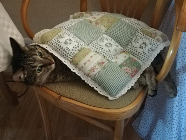 Даешь котовторник!