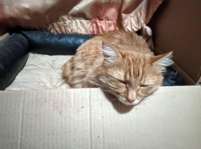 Вторник. Кото-вторник...
