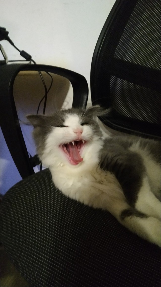 Вторник-кото