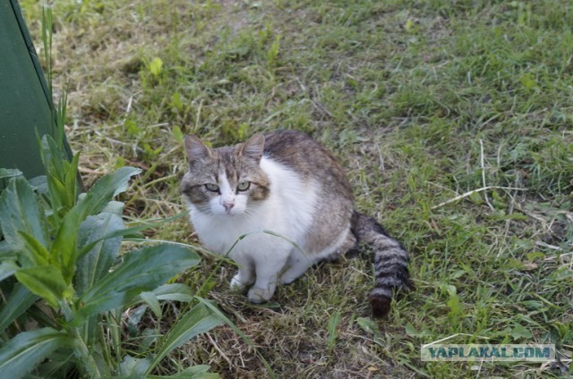 Кото-футболо-вторник