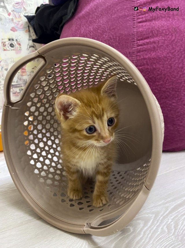 МИРУ - МИР ! Котикам - котовторник !