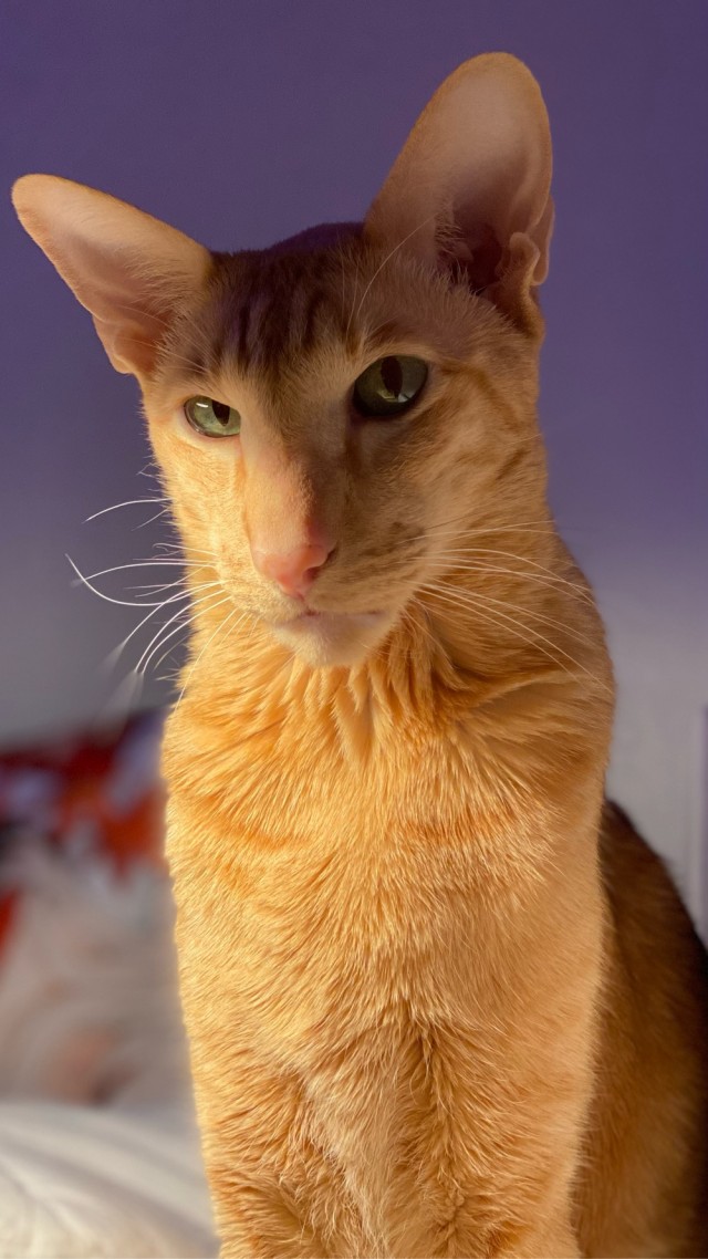 Котовторнику посвящается