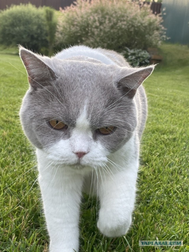 Ура! Котовторник.