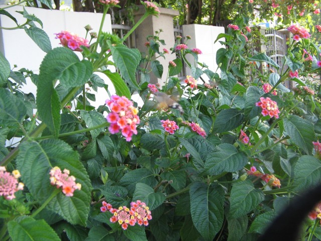 Отдых в Черногории (сентябрь 2012)