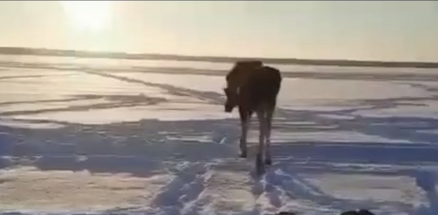 На Волчихинском водохранилище любопытный лось подошел к рыбаку