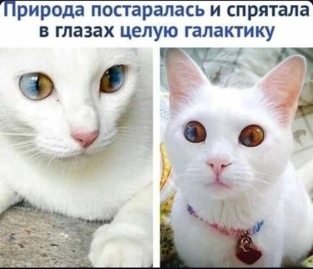 Картинки и мемы, всем хороших выходных