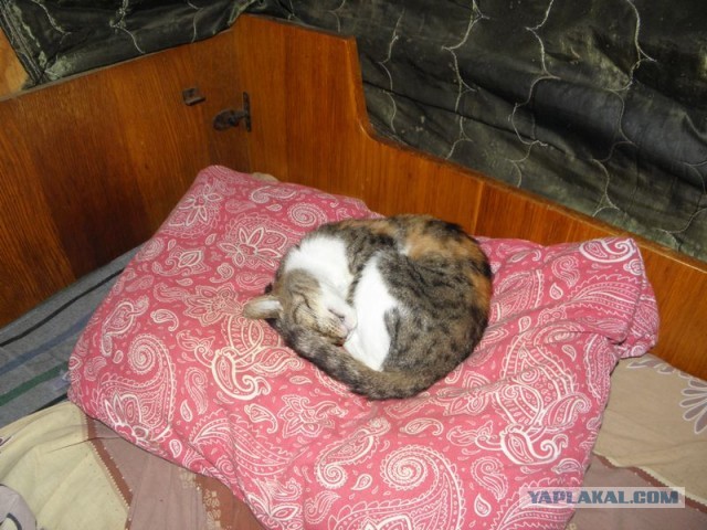Жизнь домашнего приюта для котеек 453