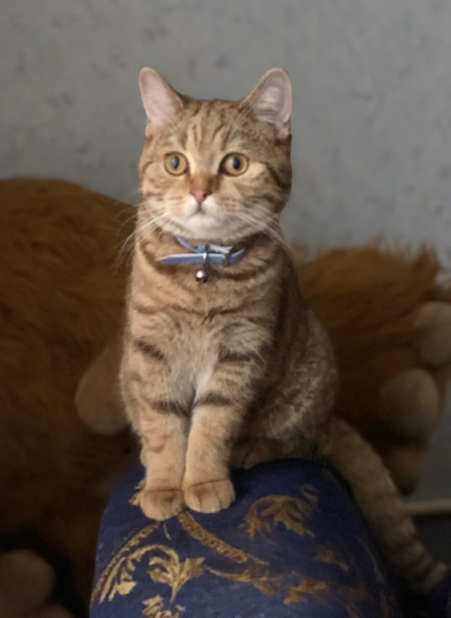 Начинаем котофторник?