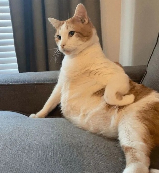 Котовторник в картинках