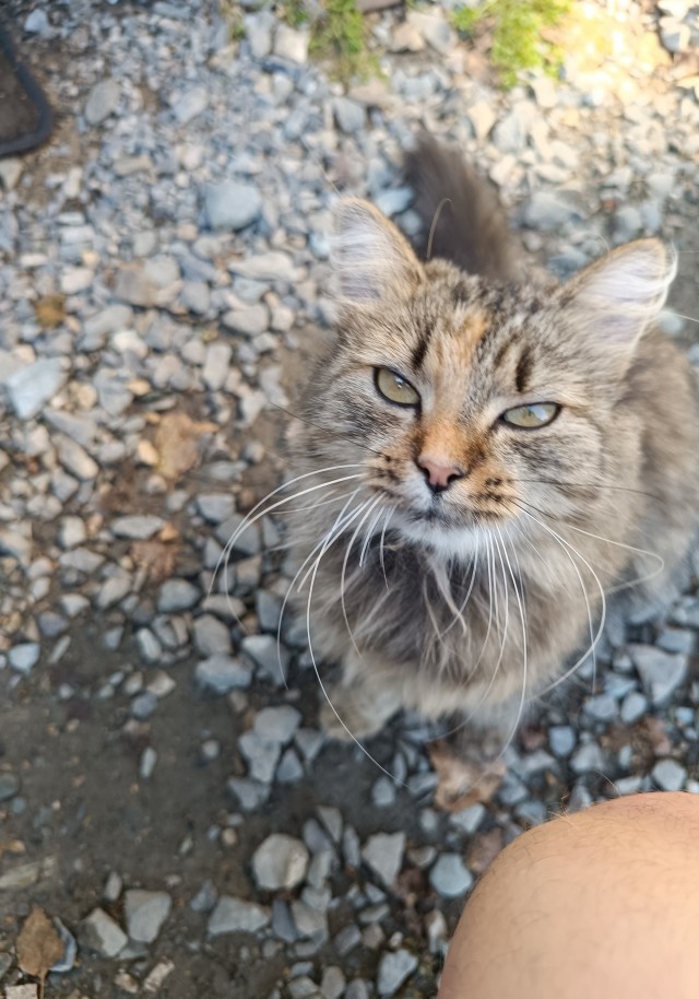 Новосибирцы,кому котенка