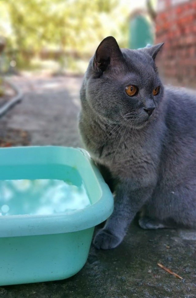 С Котовторником!