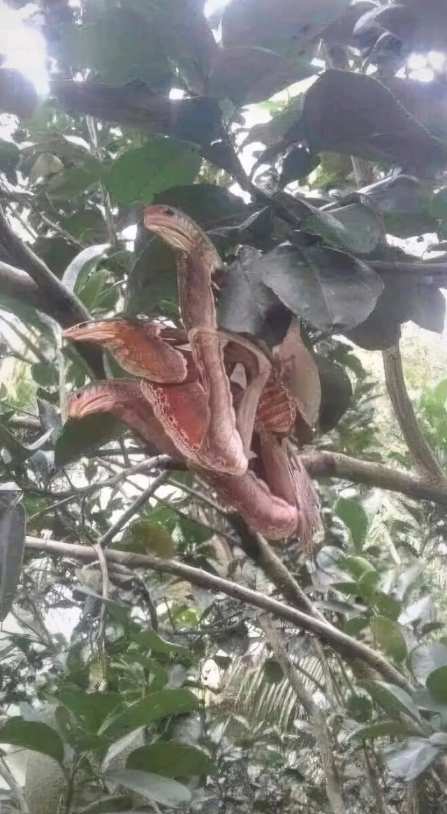 На этих фото Attacus Atlas