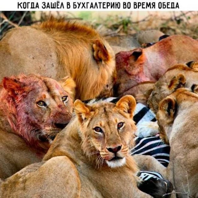 Веселые картинки в маленькую пятницу (22.10)