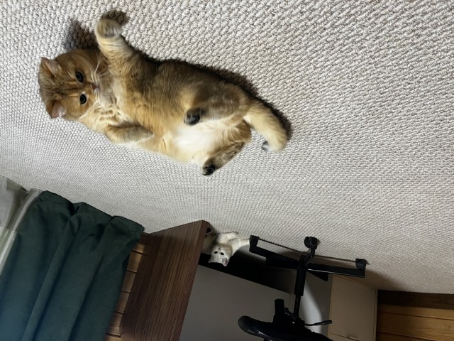 Кошачьи звезды вэбкама