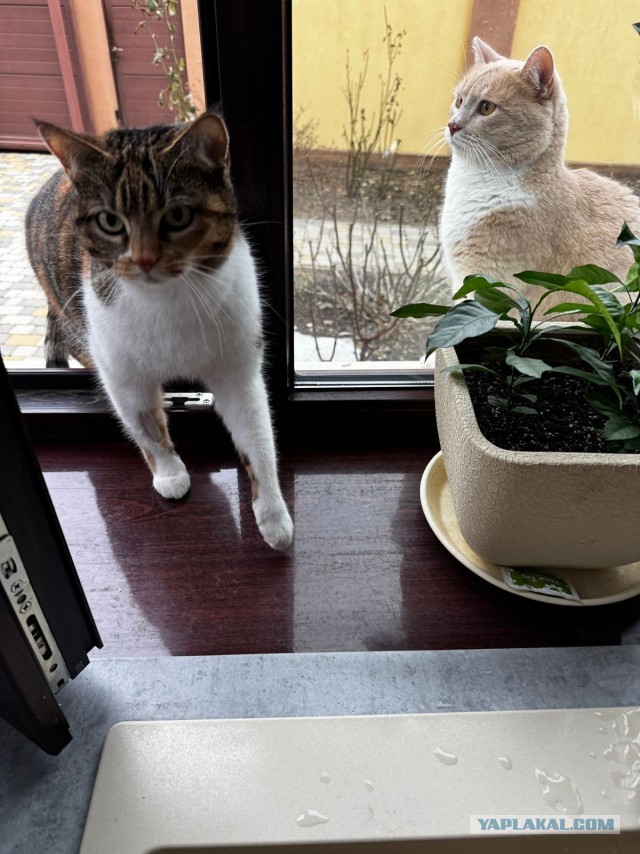 Котоуженевторник)