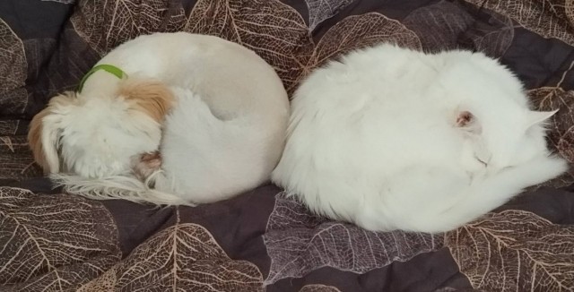Котовторник 29.09.2026