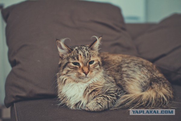 Новая порода кошек - Сибирская рогатая