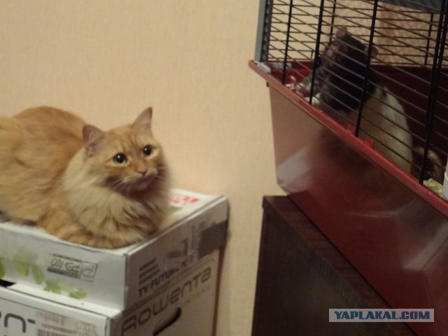 Котовторник 28.10.2014