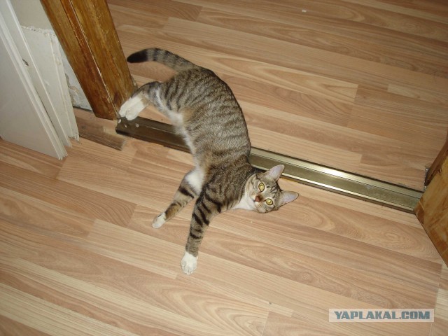 Котовторник 09.06.2015